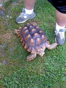 turtle That's me! (The turtle.) A much better dinosaur.