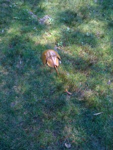 We were as out of place as this dead horseshoe crab in Boston Common.