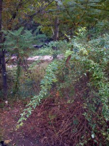 Variety is the spice of life. Spice is also the spice of life.