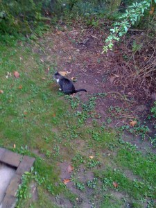 This cat is named Elvis Presley and I swear that he looks purple.